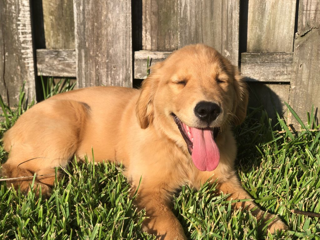 puppy potty training