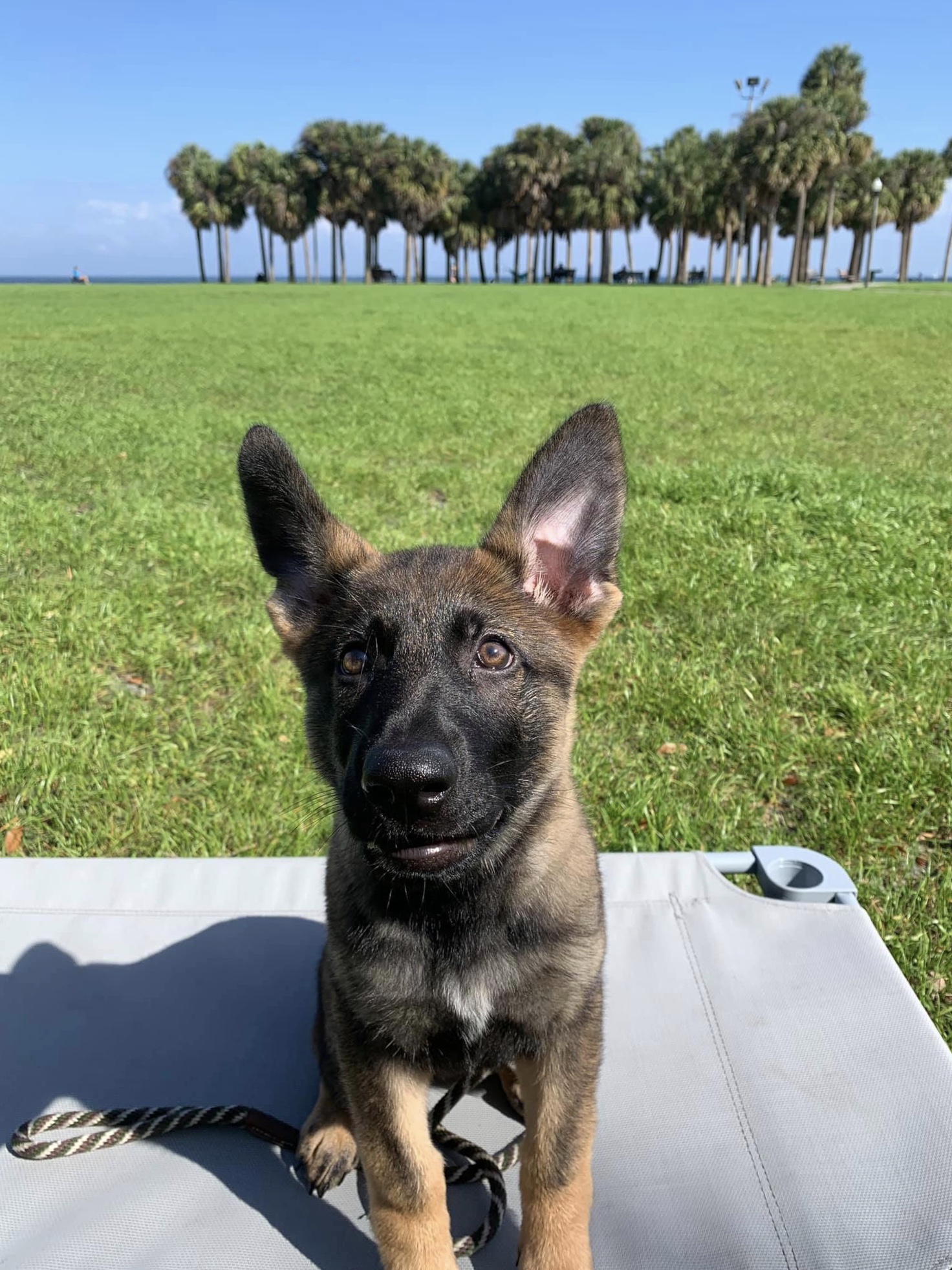 Potty Training Your New Puppy - TLC Dog Training